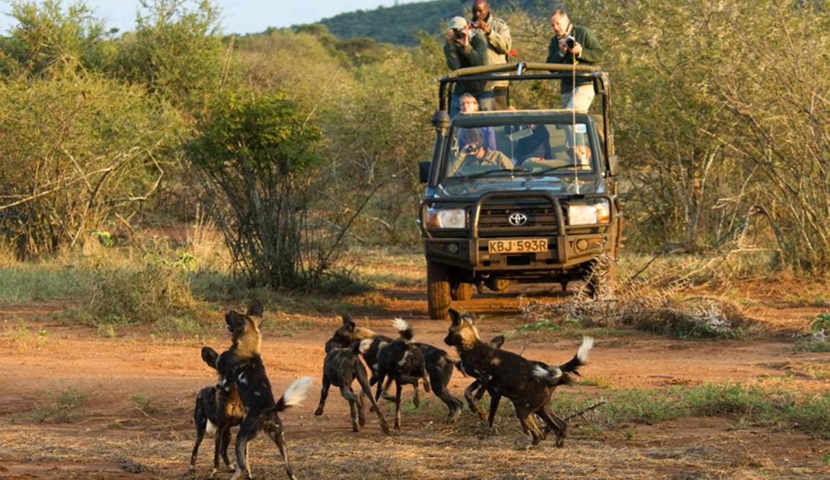 Sosian has become one of the best places to see the rare Wild Dog in Kenya